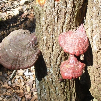 Hemlock Varnish fungi