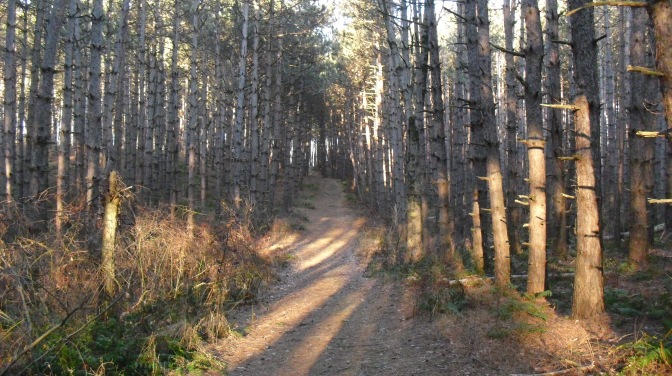 Larch Forest-2